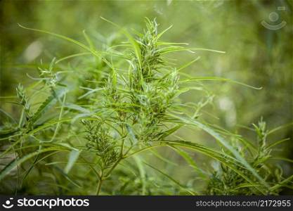 natural marijuana plant texture background, marihuana, cannabis, ganja, ganjha, hash, hashish, hemp, hempen, weed, grass