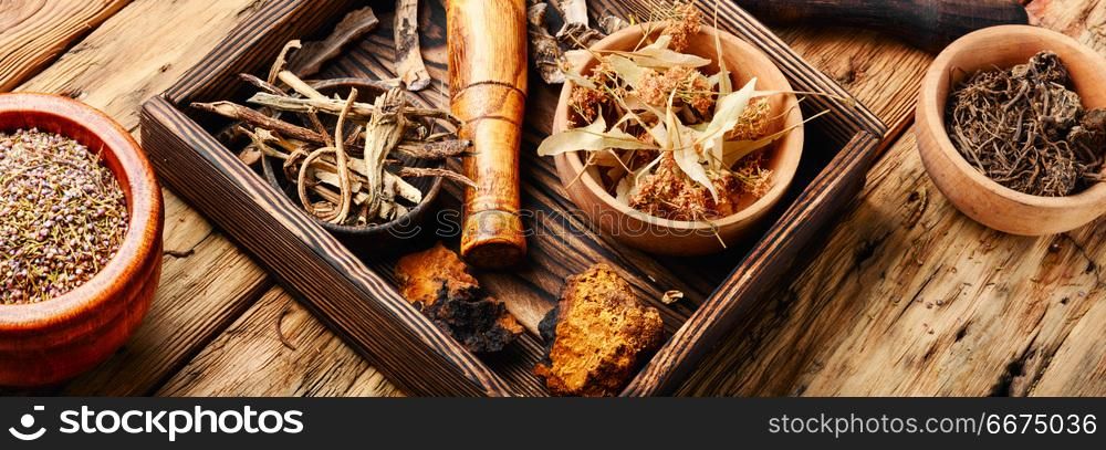 Natural medicine, herbs and plant. Herbal medicine,medicinal herbs and herbal medicinal root.Natural herbs medicine.Chinese herbal medicine