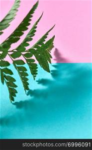 Natural mock-up of a fern leaf on a blue-pink double background with copy space and shadow pattern.. A leaf of fresh fern on a pink-blue double background with space for text and reflection of shadows. Foliage background