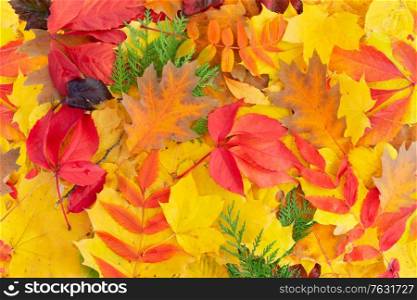 Natural multicolored fall leaves textured background, top view. Natural fall leaves background