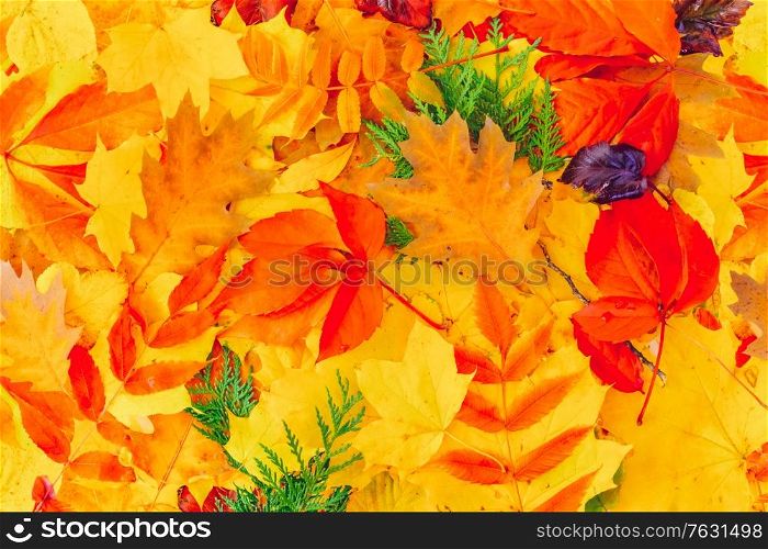 Natural multicolored fall leaves textured background, top view toned. Natural fall leaves background