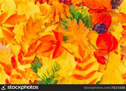 Natural multicolored fall leaves textured background, top view toned. Natural fall leaves background