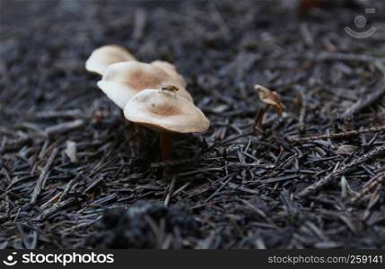 Natural mushroom growing. Ecotourism activity. Pick up mushroom