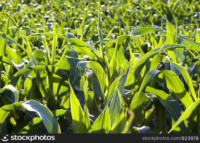 natural non-GMO corn field with green foliage and stems, spring on a monocultural agricultural field of sweet corn, close-up of useful plants. natural non-GMO corn field