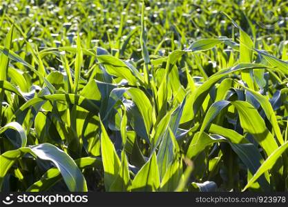 natural non-GMO corn field with green foliage and stems, spring on a monocultural agricultural field of sweet corn, close-up of useful plants. natural non-GMO corn field