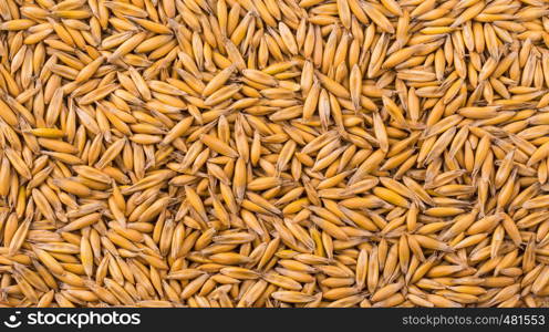 natural oat grains background, close up. View from above