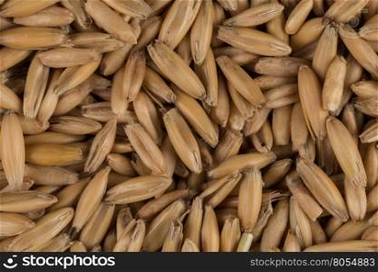 natural oat grains for background, close up shot