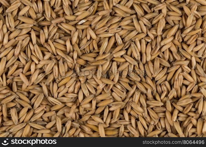 natural oat grains for background, close up shot