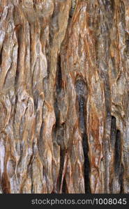 Natural old bark pattern with brown color.