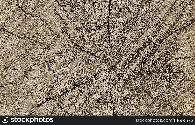 Natural old wooden texture with rings and cracks pattern, closeup