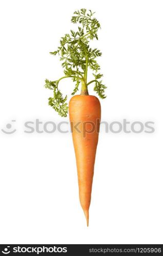 Natural organic vegetarian carrot fruit with green leaf on a white background, copy space. Vegan concept.. Fresh natural vertical carrot root with green leaf.