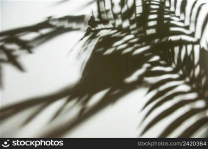 natural palm leaves shadow white backdrop