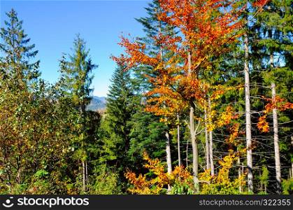 Natural park. Red and yellow autumn leaves. Carpathians, Ukraine, Europe