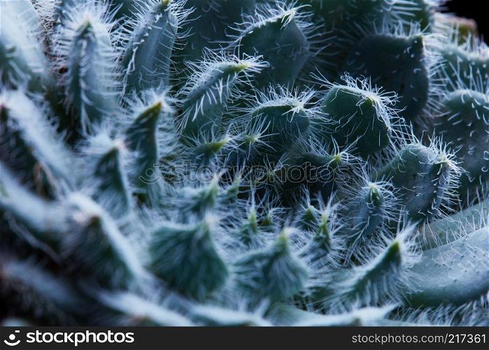 Natural pattern of a round flower of a succulent covered with small pile Echeveria Bristly. Macro Photo. Macro Photo of a round flower of succulent Echeveria Bristly