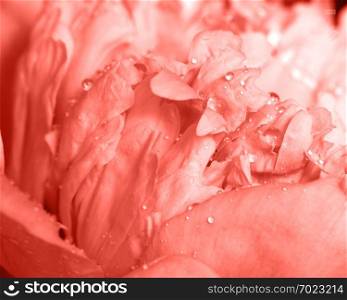 Natural pattern of peony petals with clean water drops in a trendy color of the year 2019 Living Coral pantone. Floral background. Macro photo.. Macro photo of peony flower with transparent drops of dew in a trendy color of the year 2019 Living Coral pantone. Layout for postcard