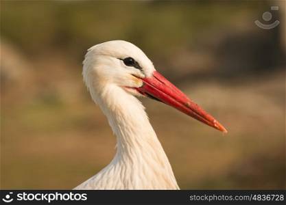 Natural profile of a elegant stork in the field