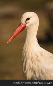 Natural profile of a elegant stork in the field