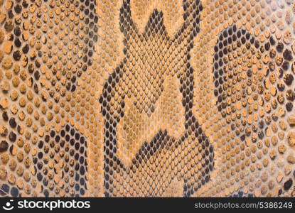 natural python skin texture - background