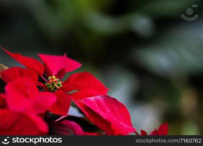 Natural red flower in the garden pattern background and wallpaper