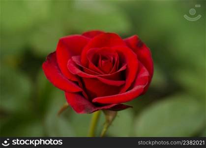 Natural red roses background. Red rose flower background. Red roses on a bush in a garden. Red rose flower