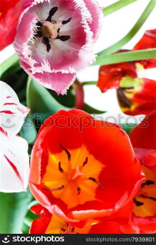natural red, white, pink tulip flowers in bouquet close up