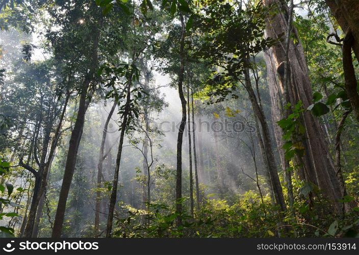 natural resource in tropical rain forest, Khao Yai National Park, Thailand