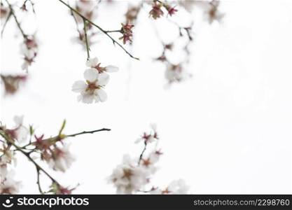 natural scene with pretty almond blossoms blurred background
