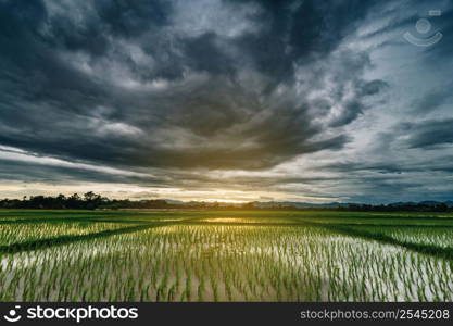 Natural scenic beautiful field and storm clouds and green field agricultural background