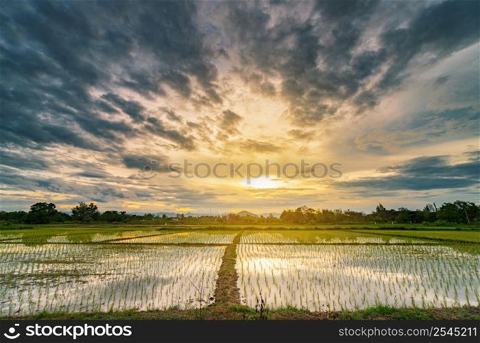 Natural scenic beautiful field and storm clouds and green field agricultural background