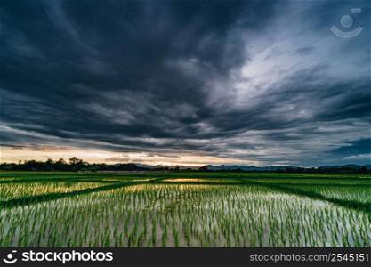 Natural scenic beautiful field sunset and storm clouds and green field agricultural background