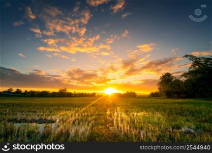 Natural scenic Beautiful rice field and sunset at Thailand.