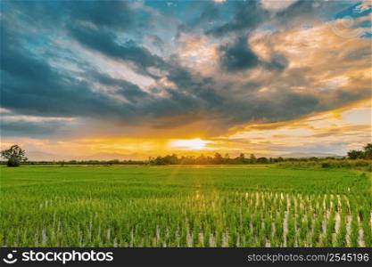 Natural scenic beautiful sunset and rice field agricultural background