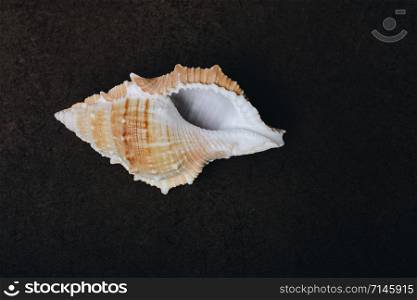 Natural seashell macro texture. Seashells background texture.