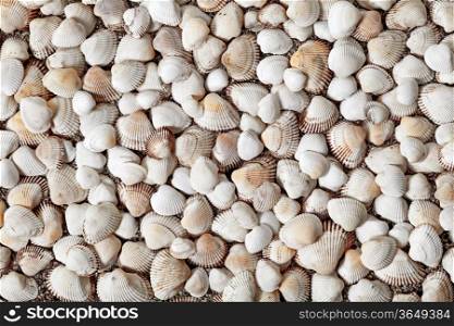 Natural seashells background. A lot of shells on sandy beach