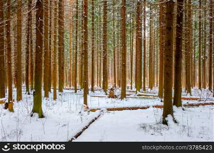natural shot-thick spruce winter