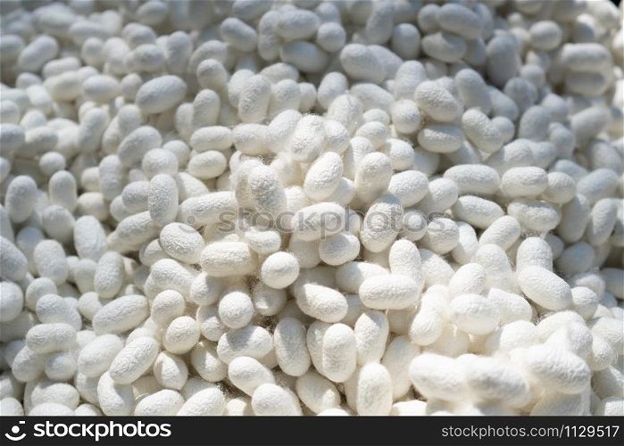 Natural silkworm shell (Cocoons) being a primary source producer of silk thread and silk fabric. silk processing