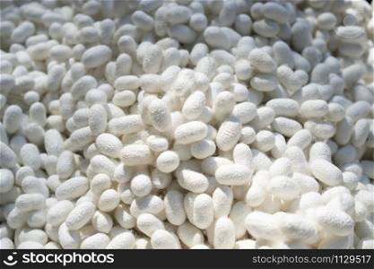 Natural silkworm shell (Cocoons) being a primary source producer of silk thread and silk fabric. silk processing