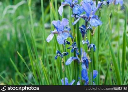 natural spring background, irises on the flowerbed