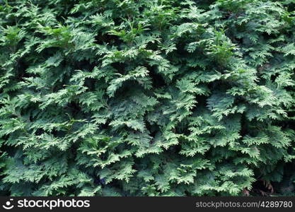 Natural spruce branches, needles closeup. Christmas greens