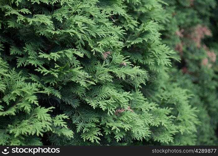 Natural spruce branches, needles closeup. Christmas greens