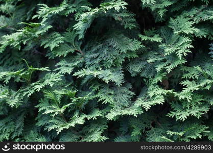 Natural spruce branches, needles closeup. Christmas greens