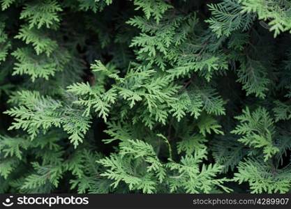 Natural spruce branches, needles closeup. Christmas greens