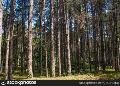 natural spruce tree forest on a sunny day