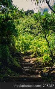 Natural stairs made of wood and trees roots brings you through the rain forest in Hawaii, US. Natural path through the forest in Hawaii, US