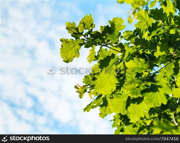 natural summer background with sunlit oak foliage and blue sky with white clouds