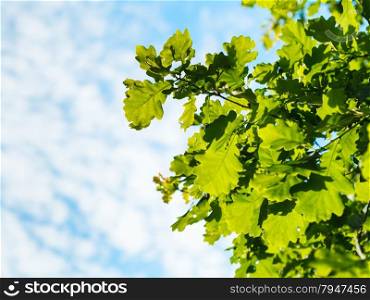 natural summer background with sunlit oak foliage and blue sky with white clouds