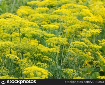 natural summer background - yellow flowers on flowering dill herb in garden