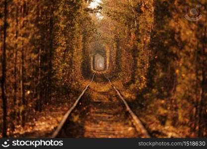Natural tunnel of love formed by trees in autumn in Ukraine, Klevan. Natural tunnel of love formed by trees in autumn in Ukraine, Klevan.