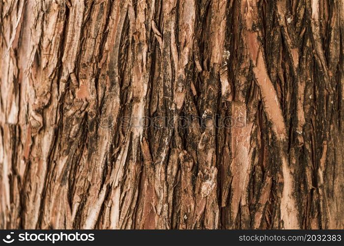 natural vertical forest tree texture