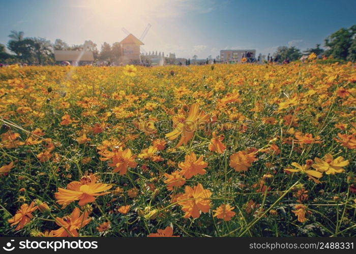 Natural view cosmos filed and sunset on garden background